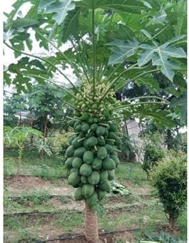 Star Fruit Seeds for Planting | Heirloom Non-GMO Organic Seeds for Unique, Refreshing Garden Star Fruits