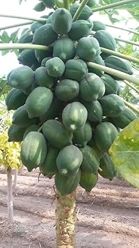 Star Fruit Seeds for Planting | Heirloom Non-GMO Organic Seeds for Unique, Refreshing Garden Star Fruits