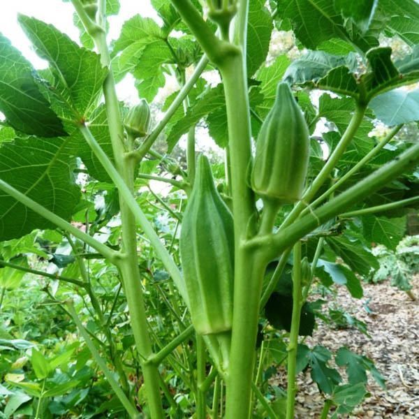 Star of David Okra Seeds for Planting – Heirloom, Non-GMO Vegetable Seeds for Home Garden & Organic Growing