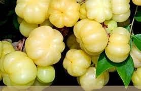 Starfruit Seeds