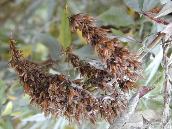 Brune Buddleja blomsterfrø til udplantning - 100 stk