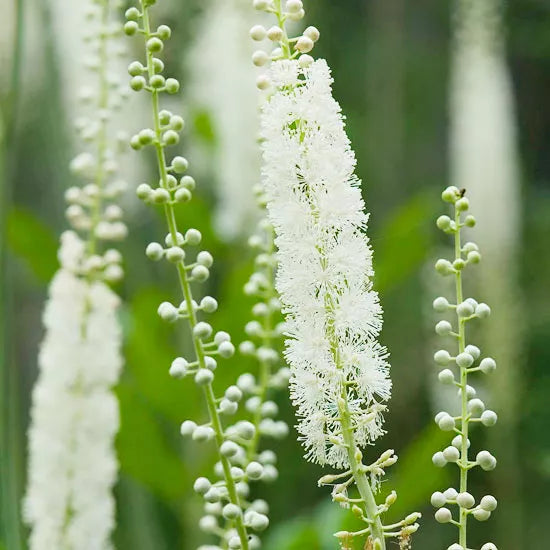 cimicifuga flower flower seeds