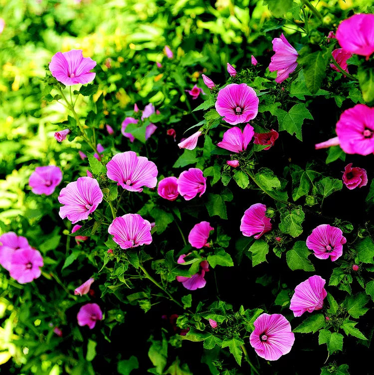 Organic Heirloom Non-GMO Lavatera Seeds for Planting – Fresh Vibrant Garden Blooms