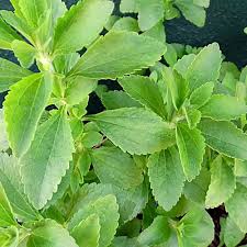 Stevia Sugar Plant Seeds for Planting