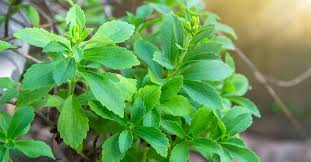 Stevia Sugar Plant Seeds for Planting