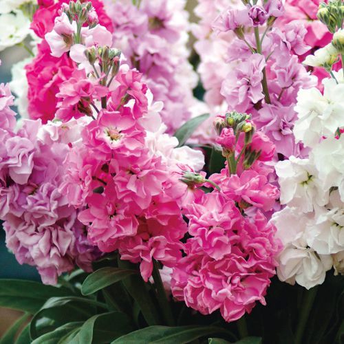 Matthiola Incana Flerfarvede blomsterfrø til plantning - 100 stk