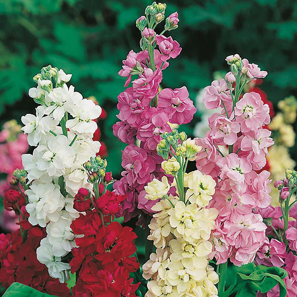 Matthiola Incana Blomsterfrø til udplantning, Gul, 100 stk