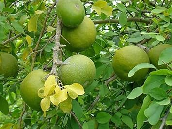 Stone Apple Seeds for Planting