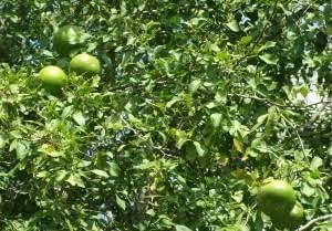 Stone Apple Seeds for Planting