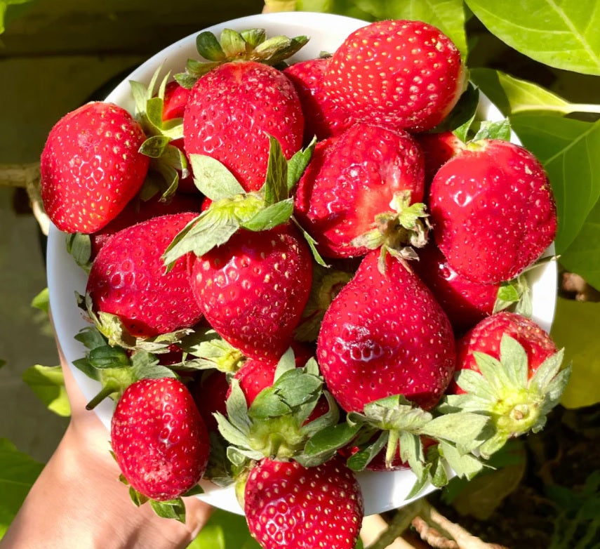 Albion Strawberry Fruit Seeds for Planting – High-Yield, Sweet Berries, Heirloom, High Germination, Non-GMO Organic Garden Seeds