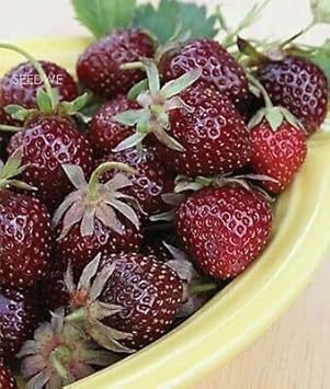 Strawberry Fruit Seeds