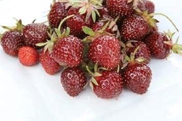 Strawberry Fruit Seeds