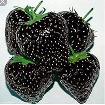 Strawberry Fruit Seeds for Planting