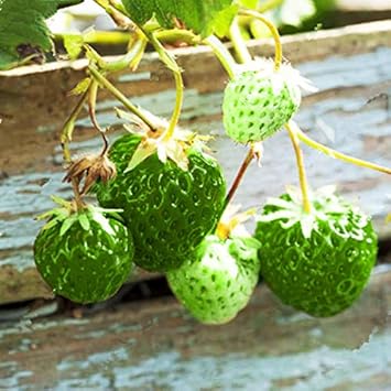 Strawberry Green Fruit Seeds for Planting