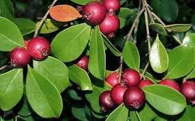 Strawberry Guava Fruit Seeds for Planting