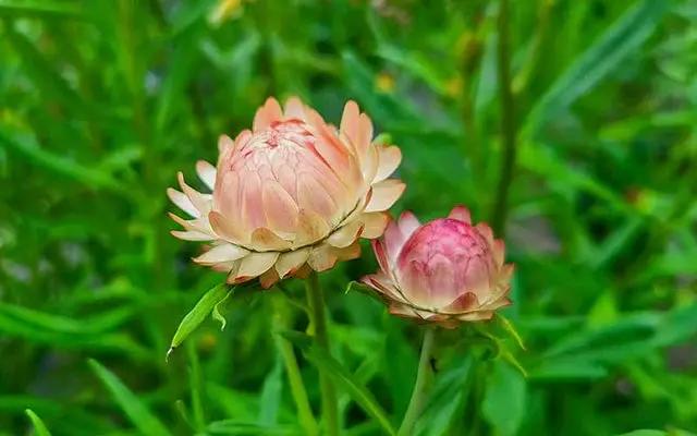 strawflower salmon flower seeds
