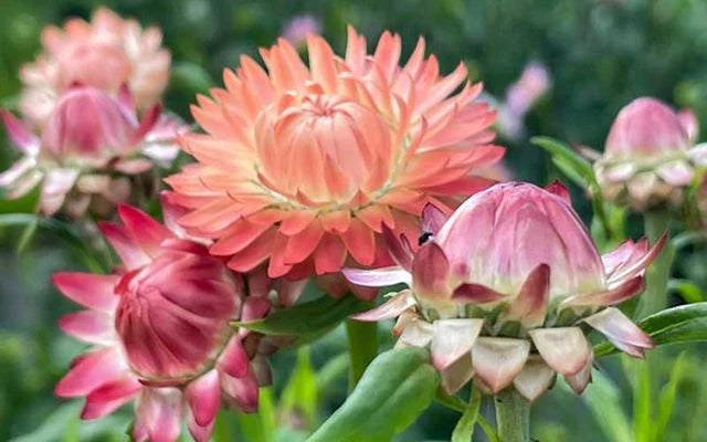 Strawflower Salmon Rose Seeds for Planting | Heirloom Non-GMO High Germination Organic Garden Seeds
