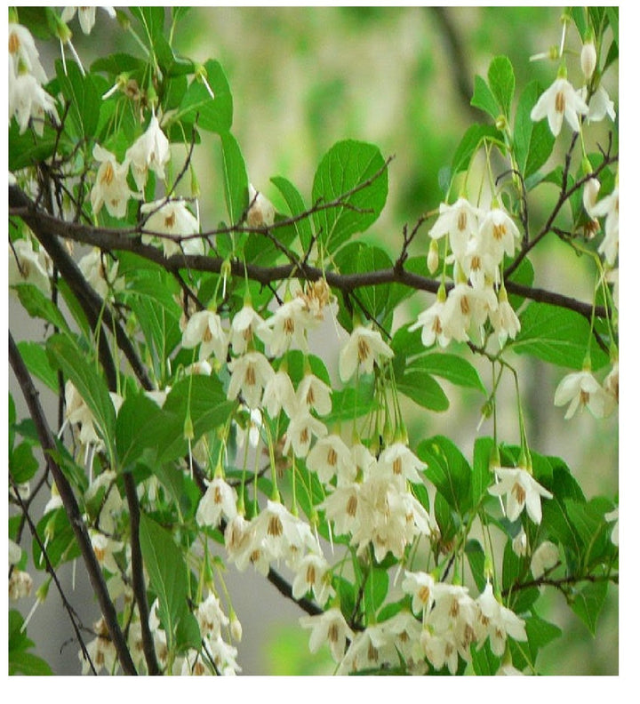 Heirloom Non-GMO Styrax Benzoin Flower Seeds for Planting – Fragrant Medicinal Tree Seeds