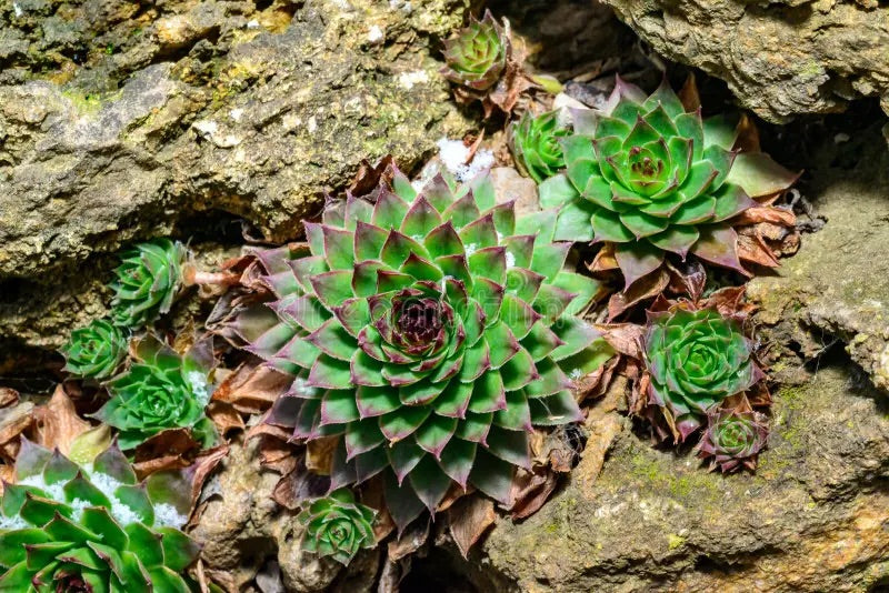Living Stone Sempervivum Plant Seeds for Planting – Green Variety – Heirloom, Non-GMO, High Germination Succulent Garden Seeds