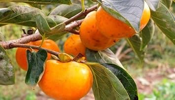 Suculentas Caqui Fruit Seeds for Planting | Heirloom Non-GMO Organic Seeds for Hardy, Flavorful Fruits