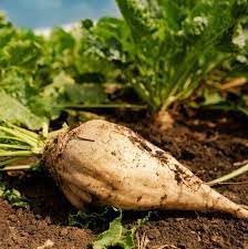 Sugar Beet Plant Seeds for Planting