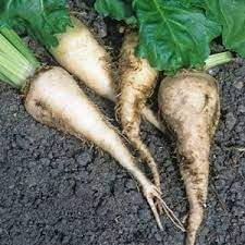Sugar Beet Plant Seeds for Planting
