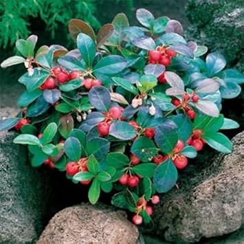 Sugar Cane Jujube Fruit Seeds for Planting