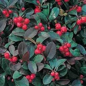 Sugar Cane Jujube Fruit Seeds for Planting