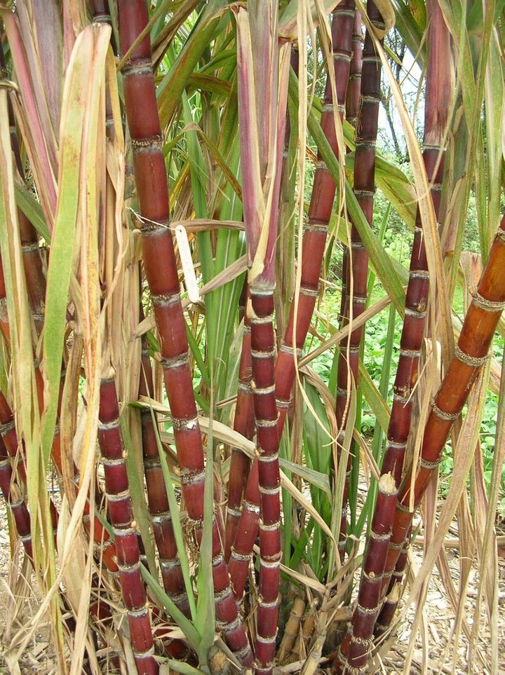 Sugarcane Co 890 Plant Seed Pack