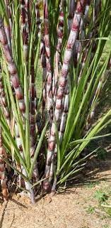 Sugarcane Co 890 Plant Seed Pack