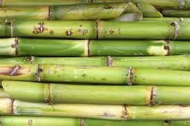 Sugarcane Fruit Seeds for Planting