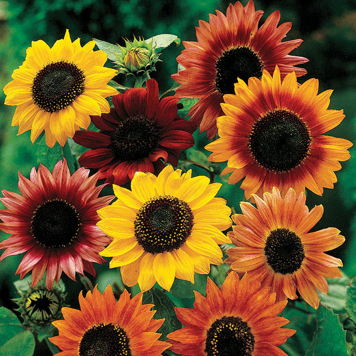 Mixed Sunflower Seeds for Planting, 100 pcs