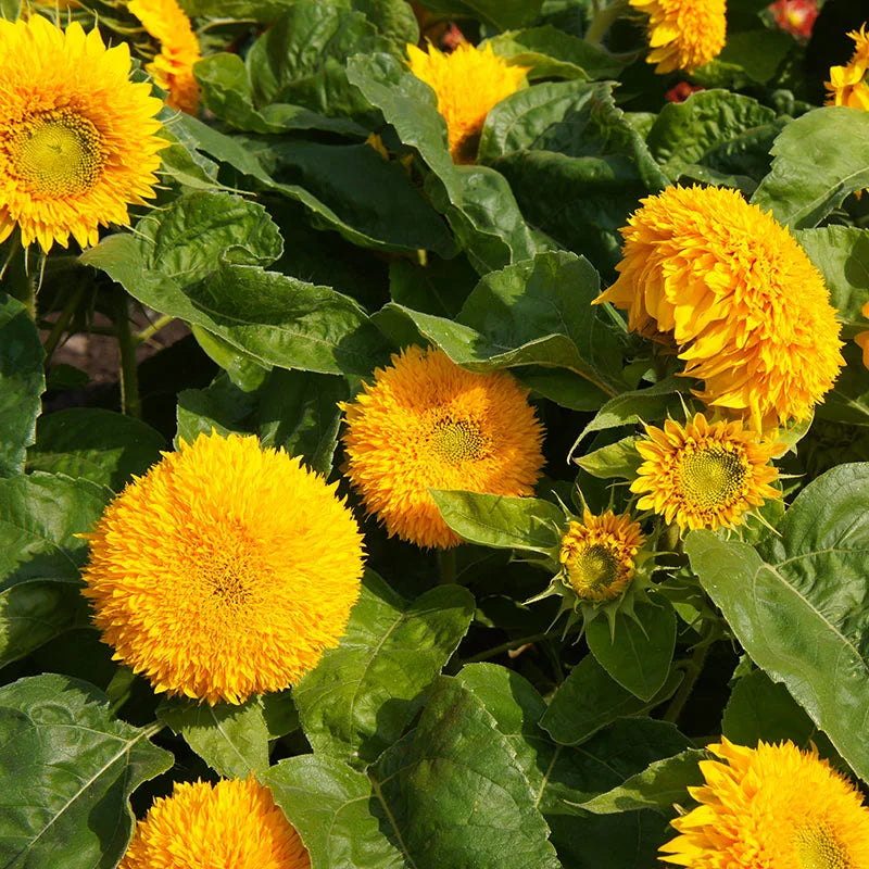 Dværg solsikke blomsterfrø til plantning