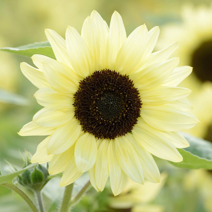 Lemon Sunflower Seeds for Planting – Heirloom Non-GMO Flower Seeds, High Germination Organic Home Garden Blooms