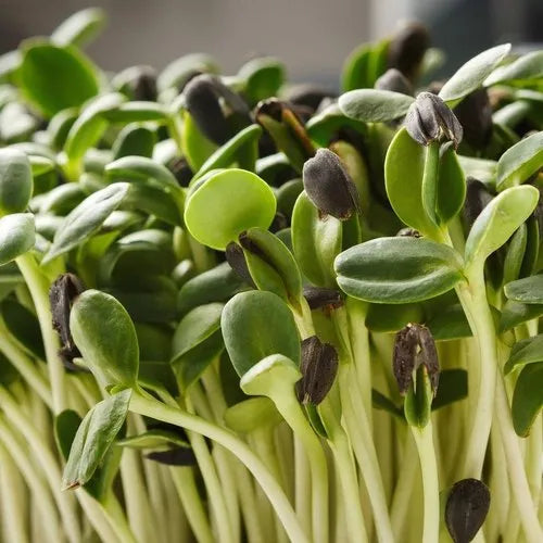 Sunflower Microgreens Seeds for Planting - 100 pcs