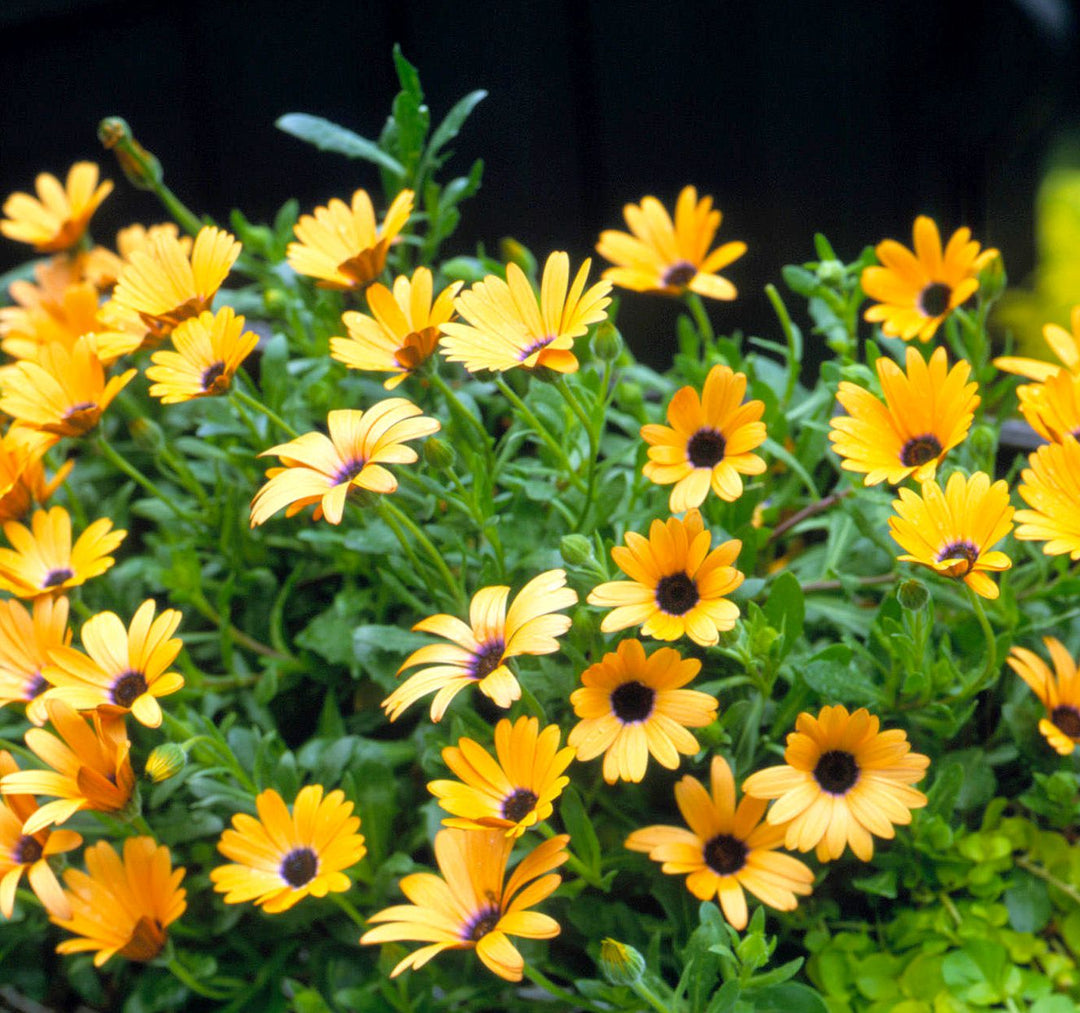 orange osteospermum flower seeds
