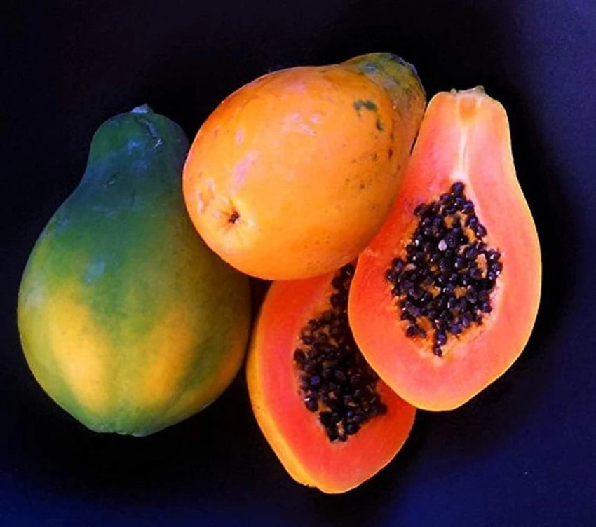 Sunrise Papaya (Strawberry Papaya) Fruit Seeds for Planting