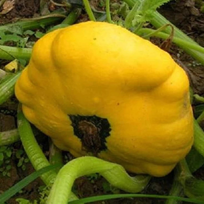 Sunseanse F1 Pumpkin Seeds for Planting
