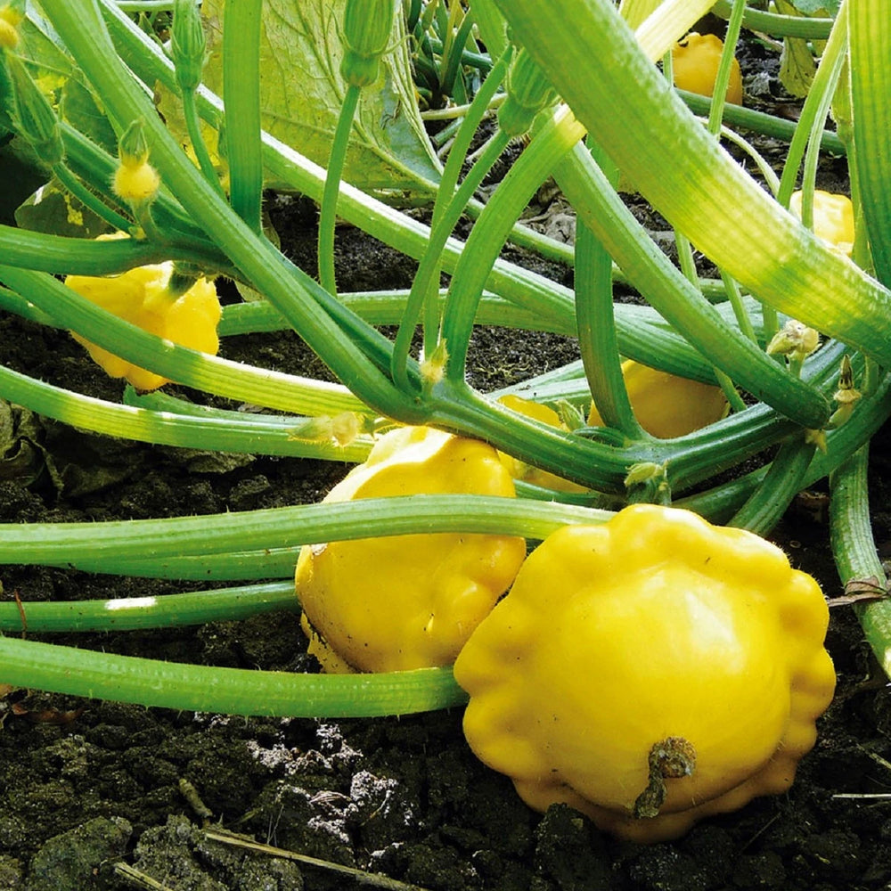 Sunseanse F1 Pumpkin Seeds for Planting