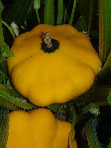Sunseanse F1 Pumpkin Seeds for Planting