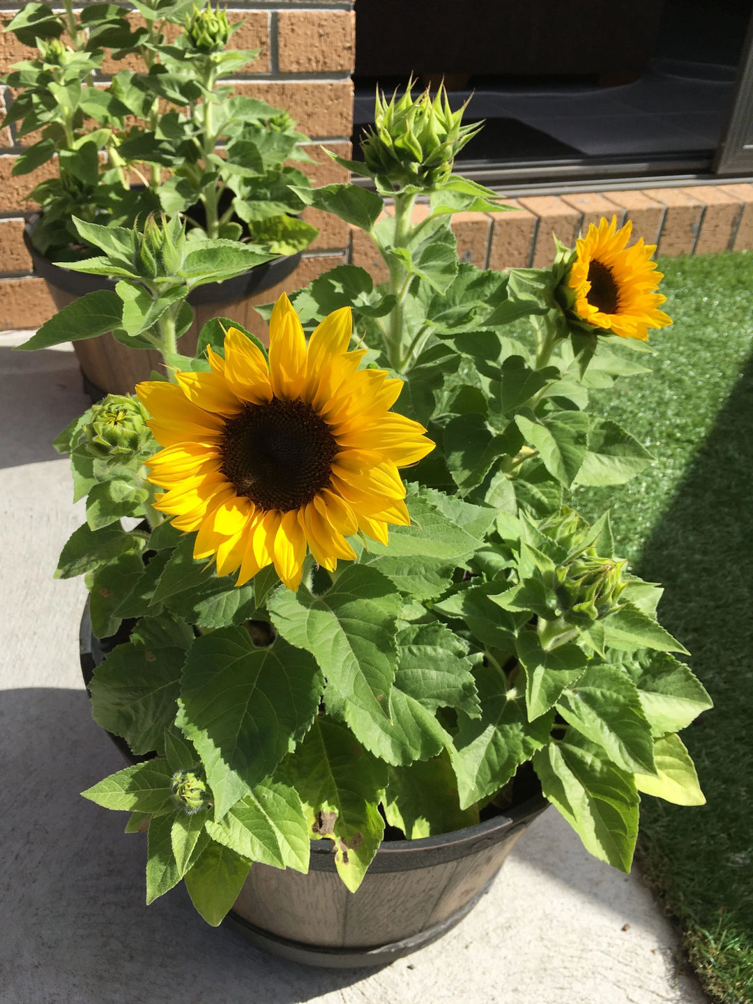 Heirloom Non-GMO Mini Sunflower Seeds for Planting – Dwarf Bright Blooms for Pots & Gardens
