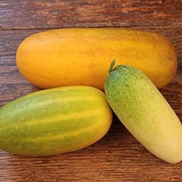Super Big Winter Melon Seeds for Planting | Heirloom Non-GMO Organic Seeds for High-Yield Waxgourd