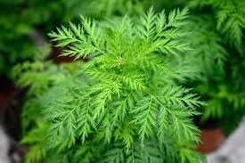 Sweet Annie Plant Seeds