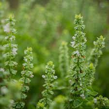 Sweet Basil Herb Seeds for Planting