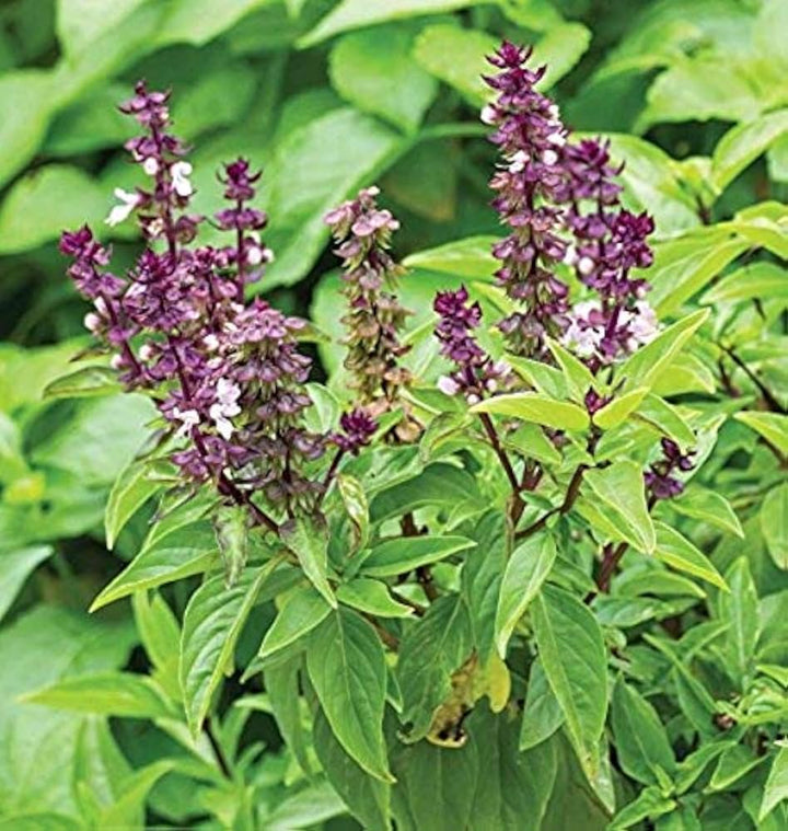 Sweet Basil Herb Seeds for Planting