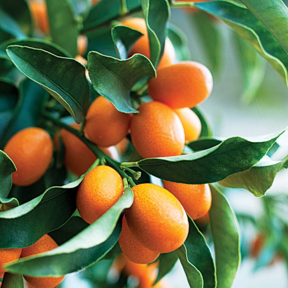Sweet Cherry Lime Tree Seeds for Planting