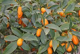 Sweet Cherry Lime Tree Seeds for Planting