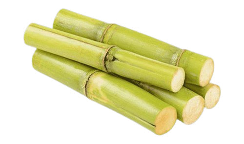 Sugarcane Plant Seed Pack – Grow Sweet Cane Stalks, Heirloom, High Germination, Non-GMO Organic Garden Seeds