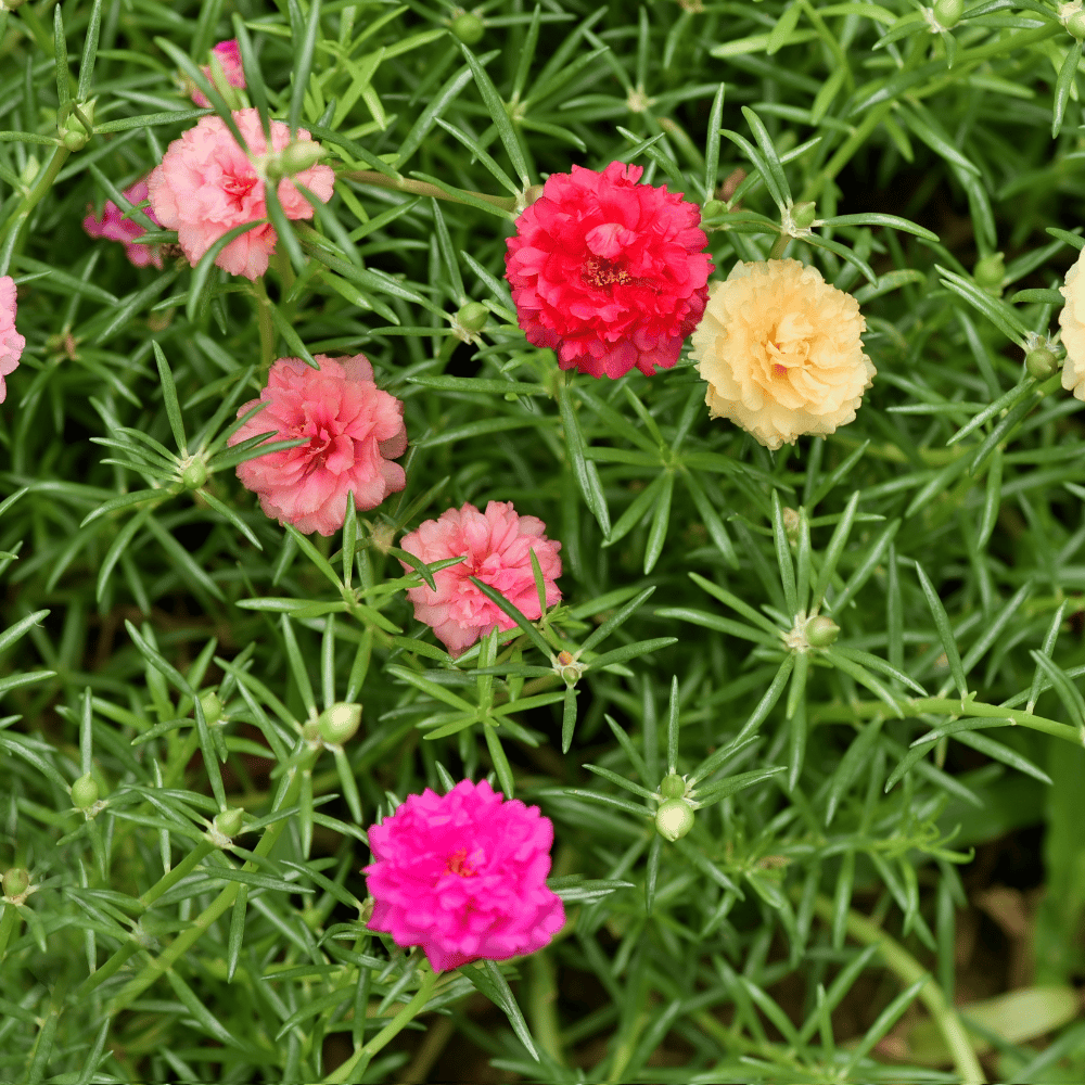 White Pink Moss Rose Flower Seeds for Planting - 100 pcs