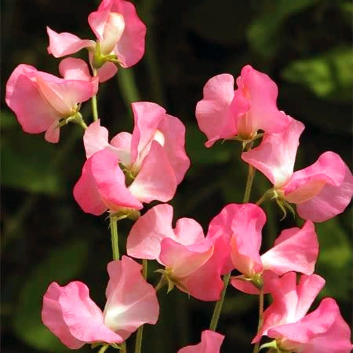 Sweet Pea Elegance Watermelon Flower Seeds for Planting – Heirloom Non-GMO Seeds Fragrant Blooms